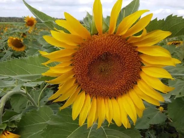 Close up sun flower