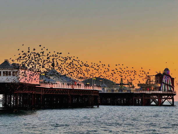 istock The dance of the birds 1948236915