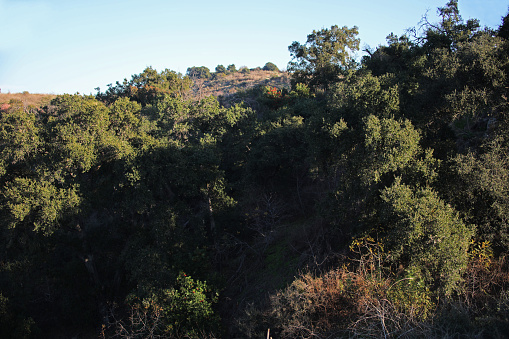 Oak grove on the northern slopes of South Hills park in Glendora, California.
