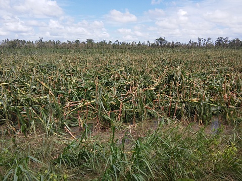 Corn field flattened by hurricane Earl