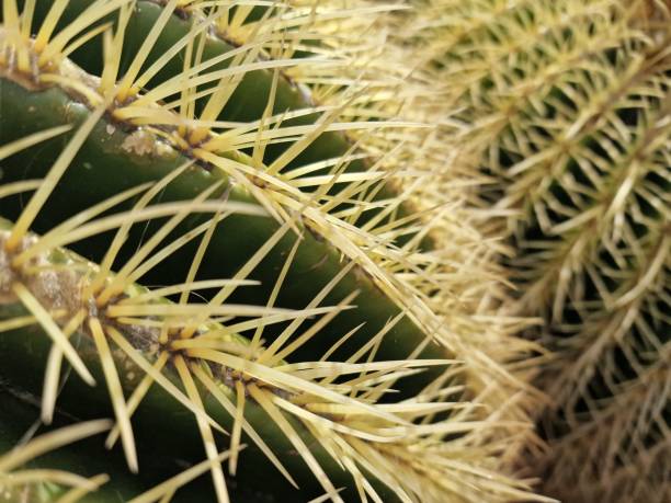 istock Diversity of cacti on Lanzarote Island 1948249952
