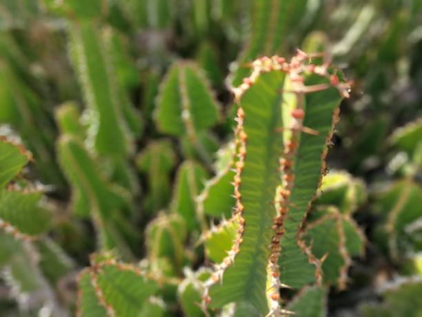 istock Diversity of cacti on Lanzarote Island 1948258967