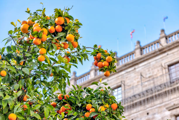 Valencia, Spain - January 1, 2024: Orange and lemon trees in a plaza in Valencia, Spain