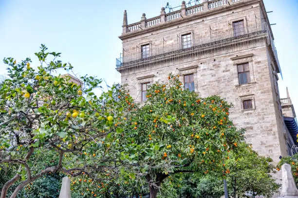 Photo of Orange and lemon trees in a plaza in Valencia, Spain