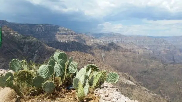 Cactus at copper Canyon, Chihuahua Mexico