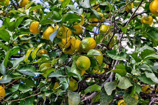 Bunch of fresh ripe lemons on a lemon tree branch in lemon orchard.