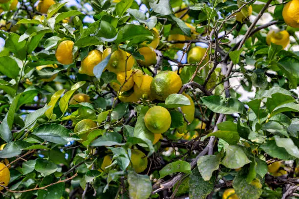 Photo of Orange and lemon trees in a plaza in Valencia, Spain