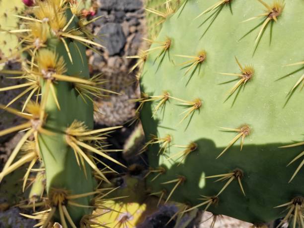 istock Diversity of cacti on Lanzarote Island 1948265843