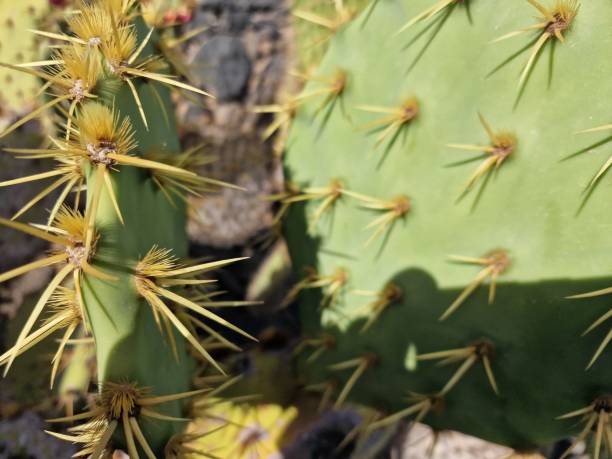istock Diversity of cacti on Lanzarote Island 1948265850