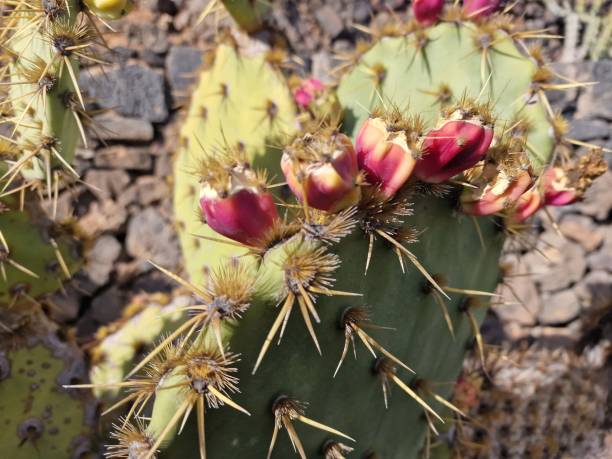 istock Diversity of cacti on Lanzarote Island 1948265928