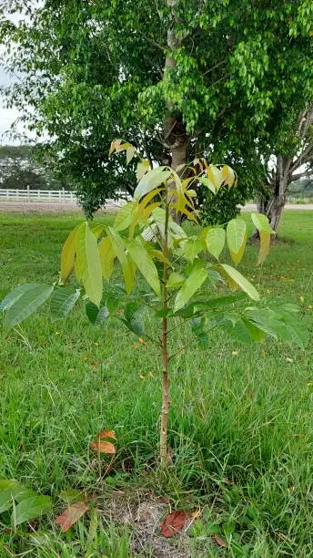 Small Mahogany tree planted for the future generation