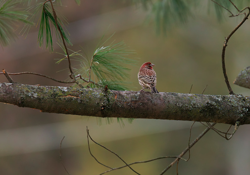 House finch perched in a evergreen tree during winter or fall