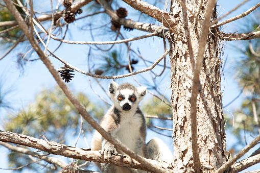 A cute Lemur taking a rest sitting down.