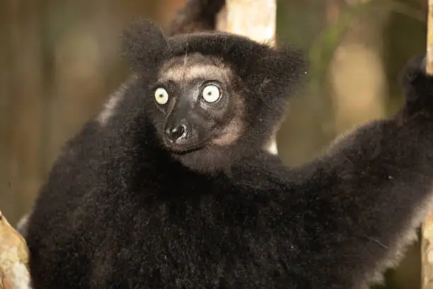 Lemur Indri indri, babakoto black and white largest lemur from Madagascar. backlit rainforest background, close-up.cute animal with piercing blue eyes in selective focus. Palmarium park hotel