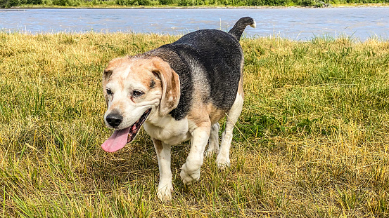 An old beagle is enjoying some time by the river.