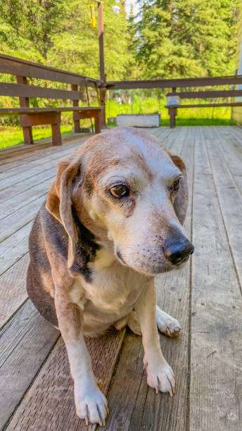 istock Old dog sitting on the porch 1948350908