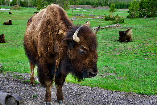 Bison from the perspective of a tourist driving through Yellowstone.