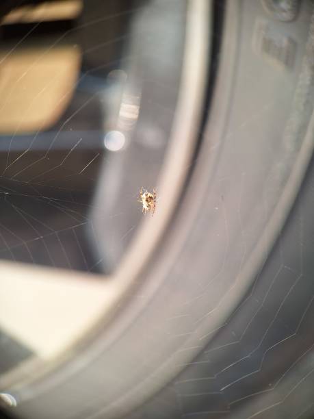 Little spider near the car tire