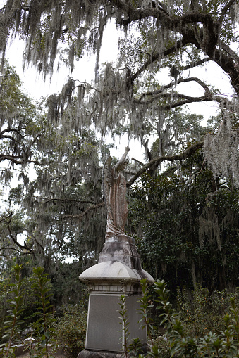 Live oaks and Spanish moss in the Historic Bonaventure Cemetery in Savannah, Georgia.