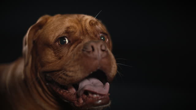 Dogue De Bordeaux Dog Panting and Looking around