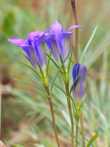 The azure blue blossoms of the Pine Barrens gentian (Gentiana autumnalis).