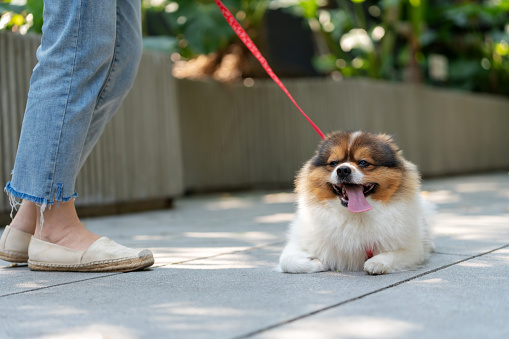 Encapsulates the essence of an active lifestyle, portraying the Pomeranian in a state of playful contentment. The small pet leash suggests a responsible owner fostering an environment of freedom and enjoyment in a public park. The carefree atmosphere, accentuated by the sunny weather, speaks to the wellbeing of both the pet and its owner.