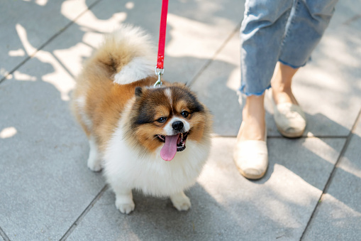 The Pomeranian, with its fluffy brown fur with dog leash, adds a touch of whimsy to the scene as it walks beside its owner, both embodying the essence of carefree enjoyment. The dynamic composition captures the dog mid-step, portraying a sense of motion and liveliness that's perfect for conveying the joy of a sunny day outdoors.