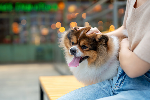Testament to the deep bond shared between pets and their owners. The Pomeranian, with its adorable pet collar, exudes happiness and contentment, embodying the simple joys of outdoor companionship. Highlighted owner was happily stroking the dog's head.
