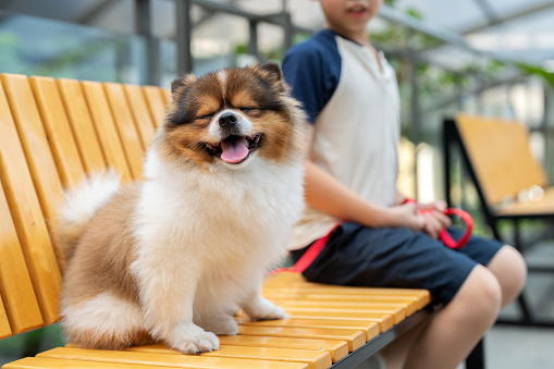 The Pomeranian, a symbol of fluffy companionship, represents the joys of an active and healthy lifestyle. The owner, seated beside their furry friend, portrays the nurturing relationship between a pet owner and their beloved companion