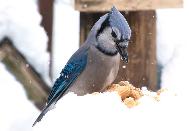 istock A Bluejay out in the snow 1948466328
