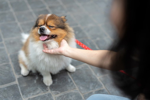 Radiates pure happiness and the joys of companionship. The woman, in an expression of love and care, engages in a delightful interaction with her small, fluffy Pomeranian. The sidewalk, bathed in sunlight, becomes a stage for this heartwarming connection between human and pet.
