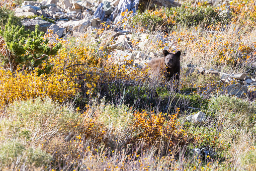 Young brown bear standing on a rock with autumn foliage all around in Glacier National Park, Montana.