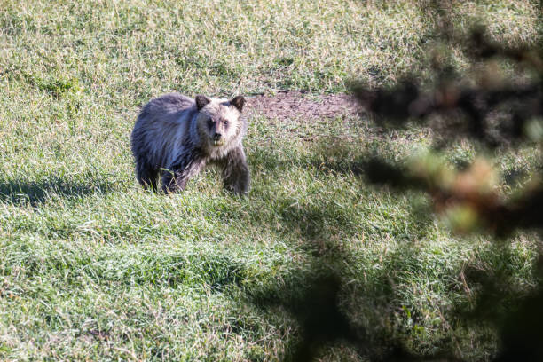 filhote de grizzly comendo grama em montana. - flathead national forest - fotografias e filmes do acervo