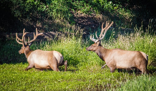 The Roosevelt elk, also known as Olympic elk, is the largest of the four surviving subspecies of elk in North America.