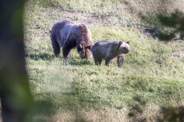 une mère grizzly et son petit mangent de l’herbe dans le montana. - flathead national forest photos et images de collection