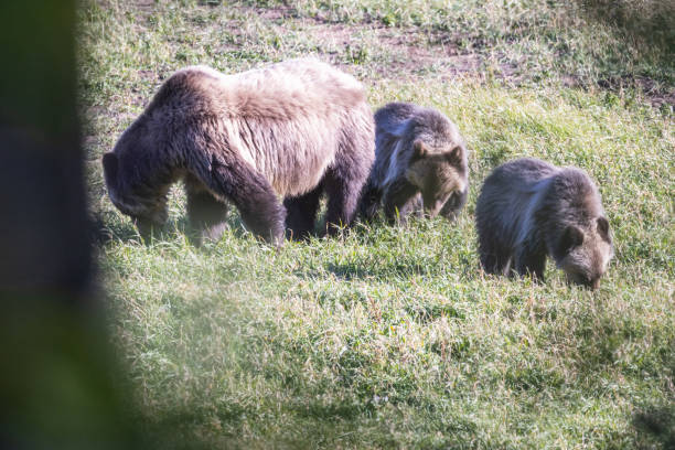 une mère grizzly et son petit mangent de l’herbe dans le montana. - flathead national forest photos et images de collection