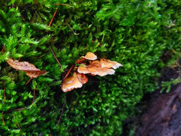 istock Chicken of the woods 1948494738