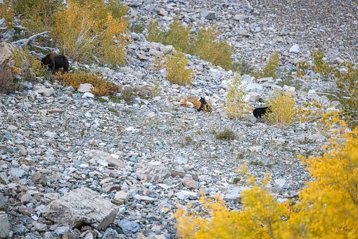 Large black bear and a smaller black bear in the autumn forest of Glacier National Park, Montana.