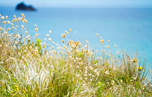 Scenic view of calm bay, grasslands and island, North Island