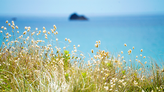 Scenic view of calm bay, grasslands and island, North Island