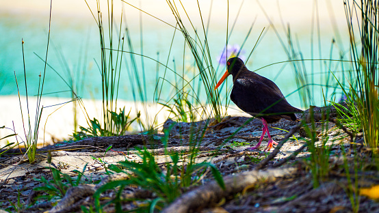 Oyster catcher (Haematopus unicolor) explores sandy beach, North Island