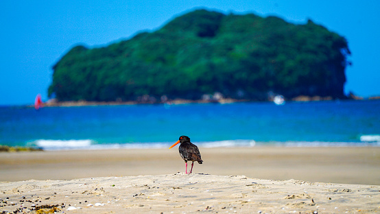 Scenic view of calm bay, beach and Variable oystercatcher (Haematopus unicolor), North Island