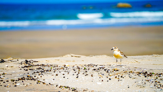 Scenic view of calm bay, beach and New Zealand Plover Anarhynchus obscurus, North Island