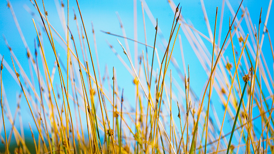 Scenic view of tall grasses, North Island