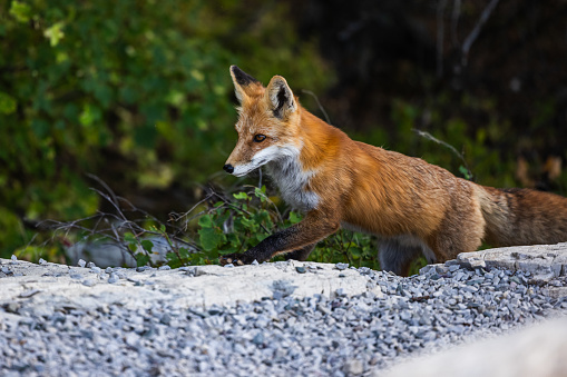 Adult red fox in Glacier National Park, Montana