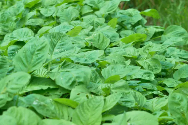 Close-Up High-Angle View Of The Green Leaves Of Amaranthus Hybridus Plants In Village Farming Area