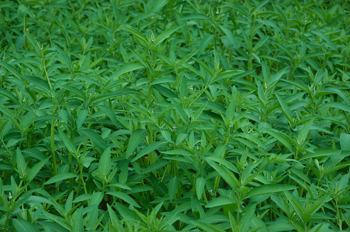 Close-Up High-Angle View Of The Fresh Leaves Of Sphenoclea Zeylanica Plants In Agricultural Area