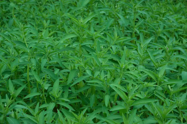 Close-Up High-Angle View Of The Fresh Leaves Of Sphenoclea Zeylanica Plants In Agricultural Area