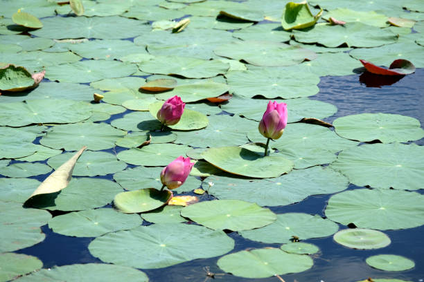 Water lilies on the surface of a large water reservoir surrounding Neak Pean, Angkor, an artificial island with a Hindu temple in Jayatataka Baray, built during the reign of King Jayavarman VII. Cambodia.