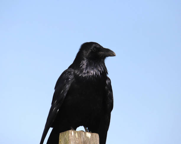 istock Closeup of a Common Raven (corvus corax) perched on a wooden post 1948580003